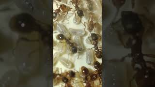 European fire ants myrmica species fireants fire insects [upl. by Mercuri925]