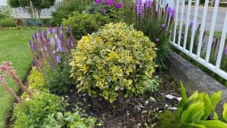 Prune 2 For 2022 Golden Euonymus July 14 [upl. by Crosley]