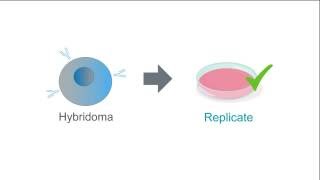 Selecting hybridomas using the HAT method [upl. by Lady]