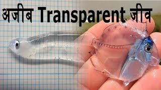 Hindi 10 Amazing Transparent Animals In Hindi  JustGyan [upl. by Nove]