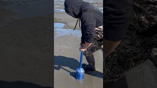 Razor clam hunting shorts [upl. by Liamaj545]