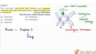 The nonsister chromatids twist around and exchange segmetns with each other during [upl. by Enilegnave]