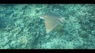 Schnorcheln Seychellen 2017  La Digue Anse Severe und Petit Anse [upl. by Sang]