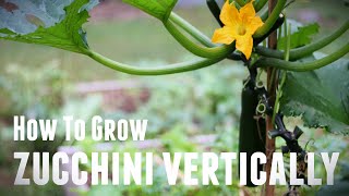 How To Grow Zucchini Vertically  Save Space amp Increase Yields in 5 Simple Steps [upl. by Krystle402]