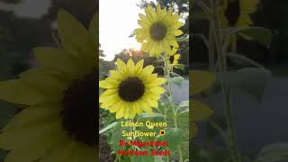 Lemon Queen Sunflower By Migardener Heirloom Seeds [upl. by Hada691]