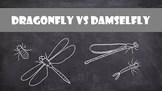 Differences between Dragonflies and Damselflies  Entomology [upl. by Eyatnod]