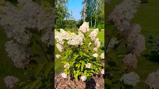 hydrangeaгортензияgardenгортензіяflowers parkjardinshortsアジサイсадnaturepaniclepaniculata [upl. by Anaujd]