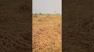 Mera khet [upl. by Rebm]