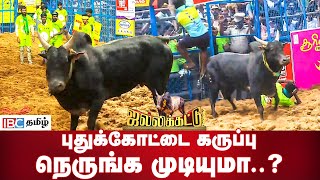 புதுக்கோட்டை கருப்பு நெருங்க முடியுமா  Pudhukottai Karuppu  Palamedu Jallikattu  IBC Tamil [upl. by Ddot]