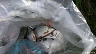 Auf Köderfisch Angeln am kleinen Fluss mit Brot [upl. by Dang]