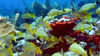 Coffins Patch Reef  Florida Keys [upl. by Hafler984]