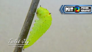 Graphium agamemnon Tailed Jay  Caterpillar to Butterfly Transformation  Timelapse [upl. by Rolph541]