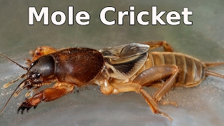 Mole Cricket  Gryllotalpa sp and its Chirping Call [upl. by Nnylatsirk228]