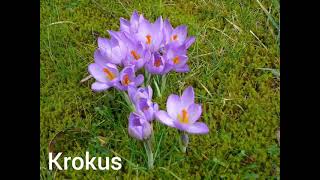 Het gebaar krokus [upl. by Soble498]