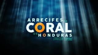 ARRECIFES DE CORAL DE HONDURAS [upl. by Notrub772]