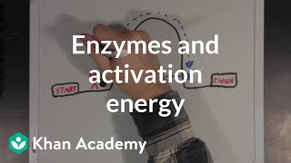 Enzymes and activation energy  Biomolecules  MCAT  Khan Academy [upl. by Spain4]