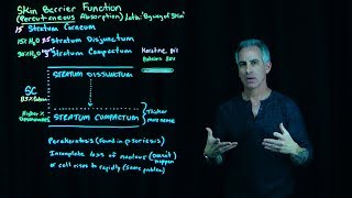 Stratum Corneum Layers [upl. by Elon785]