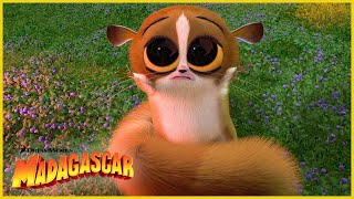 ¡Mort es demasiado lindo 😍  DreamWorks Madagascar en Español Latino [upl. by Aroc]