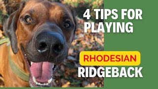 4 Tips For Playing  Rhodesian Ridgeback [upl. by Marks]