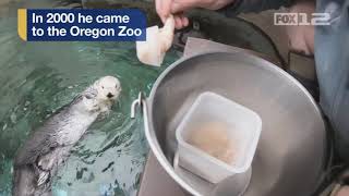 Oregon Zoo’s slamdunking sea otter Eddie euthanized due to agerelated decline [upl. by Iolanthe]