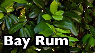 All About Bay Rum Pimenta racemosa [upl. by Sang]