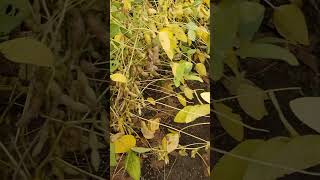 new soybean variety rvsm1135 shotsvideo [upl. by Kohler]