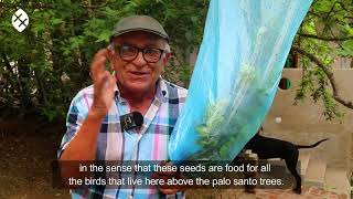 Germination of the seeds of the PALO SANTO tree Bursera Graveolens [upl. by Yesak]