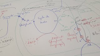 eSVT La production dATP par la fermentation et la respiration cellulaire [upl. by Riplex]