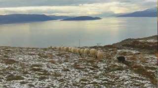 Working Sheepdog Lyngen 11 10 2011 [upl. by Meneau]