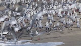 Best Beach and Seagull Sound  Oceans Sounds Seagulls for Deep Sleep  1 hour of seagulls sounds [upl. by Toblat]