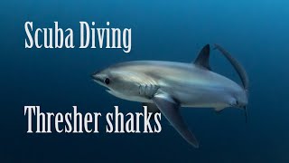 Scuba Diving  Thresher sharks 2023 [upl. by Ailsa888]