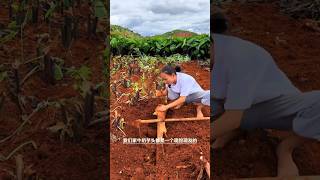 RT 4thb67hn1 mini rotary tillage and ridging allin one tree 🌲 short view [upl. by Ecirtap]