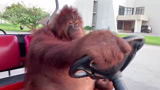 Chill Orangutan Driving A Golf Cart  Shlohmo  The End [upl. by Arten728]