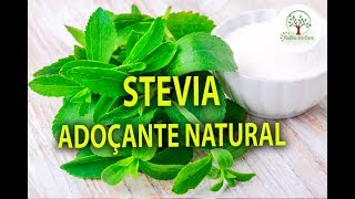 MUDAS DE STEVIA PARA SUBSTITUIR AÇÚCAR NO Plantar em Casa [upl. by Shanie]