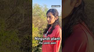 Nirgundi for joint pain  vataj disorders ayurvedalifestyle ayurveda [upl. by Gnaw]