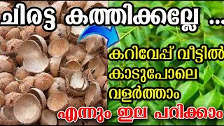 വീട്ടിൽ ചിരട്ട ഉണ്ടോ മരം പോലെ തഴച്ചു വളരും curry leaves care poppy happy vlogs malayalam [upl. by Oznerol]