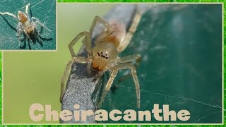 Cheiracanthium mildei  Koch 1864  Eutichuridae  Spider  042017 [upl. by Yeniar]