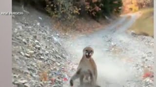 Video of mountain lion stalking hiker for 6 minutes goes viral [upl. by Aicatsanna774]