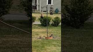 How I Designed ● a Squirrel Proof Bird Feeder [upl. by Masson998]