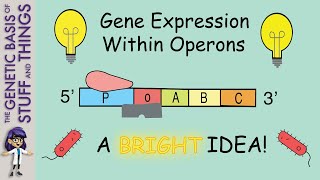 Shedding light on operons Gene structure enabling the coregulation of structural genes [upl. by Aiekat]