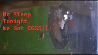 No sleep tonight we got Eggs [upl. by Mollie]