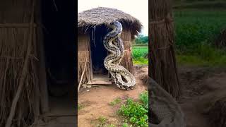 Big snake snake animals nature wildlife cobra youtubeshorts funny motivation emotional [upl. by Michella67]