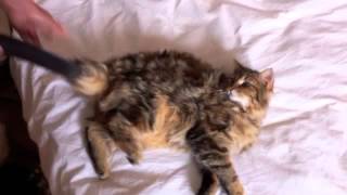 Comment nettoyer un chat avec un aspirateur [upl. by Gilman]