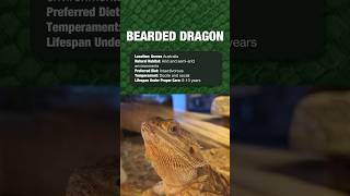 Reptiles For Beginners  Bearded Dragon shorts reptile firstpet [upl. by Ayotl536]