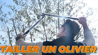 COMMENT TAILLER VOTRE OLIVIER [upl. by Hadwin]