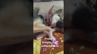 Tera chand sa mukhdashortviral trending doglover [upl. by Tarrel]