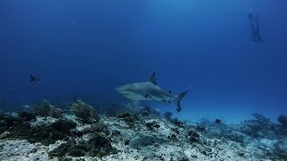 The Incredible Marine Life of The Bahamas [upl. by Noslen]