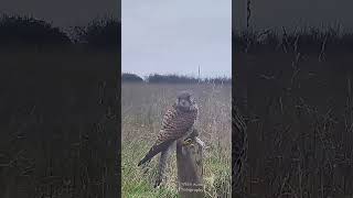 Kestrel with a vole [upl. by Tnilc]