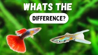 ENDLERS vs GUPPIES  Whats The Difference [upl. by Htes745]