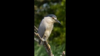 Black Crowned Knight Heron [upl. by Alphard]